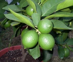 Persian Lime Tree - Fruit Bearing Size -6" Pot-NO SHIP To TX, FL, AZ, CA, LA, HI -HIRTS Sales apiaxhy0x 16910.1592323062