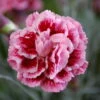 Scent First® Sugar Plum Dianthus- Fragrant Ruffled Flower- Live Plant- Quart Pot