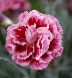 Scent First® Sugar Plum Dianthus- Fragrant Ruffled Flower- Live Plant- Quart Pot