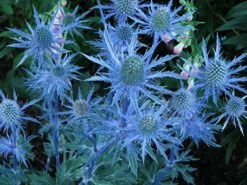 Blue Hobbit Sea Holly Perennial - Eryngium - Live Plant - Quart Pot -HIRTS Sales apibbprhr 47209.1592325725