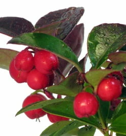 Wintergreen Bonsai With Berries In Ceramic Pot - Teaberry - Gaultheria - Aromatic Leaves -HIRTS Sales apibeguf9 12849.1592329769