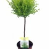 Lemon Scented Goldcrest Mini Poodle Cypress Tree - 4.5" Pot -HIRTS Sales apibfbfjz 83823.1592324285