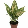 Etta Rose Chinese Evergreen Plant - Aglaonema - Grows In Dim Light - 4.5" Pot