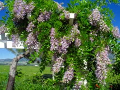 Blue Moon Wisteria Vine - Huge Fragrant Blooms - 4" Pot -HIRTS Sales apibipmlj 55237.1592326381