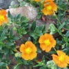 Bronze Carpet Sun Rose - Helianthemum - Quart Pot