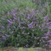 Humdinger® Lavender Cupcake Butterfly Bush - Buddleia - Compact - Gallon Pot