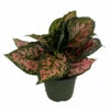 Red Valentine Chinese Evergreen Plant - Aglaonema - Grows In Dim Light - 6" Pot -HIRTS Sales apic6m8yd 33006.1647895821