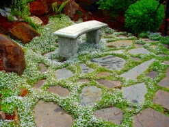 Blue Star Creeper - Isotoma - 3 Seasons Of Blooms - Gallon Pot -HIRTS Sales apicdwr1g 20163.1592332887