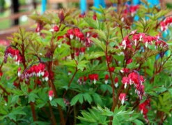 Valentine Bleeding Heart - Dicentra Spectabilis - Perennial - Gallon Pot -HIRTS Sales apicfjfjf 82318.1592330939