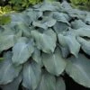 Blue Angel Hosta - Lavender Blue Flowers - Quart Pot -HIRTS Sales apicfxpqf 94071.1592325939