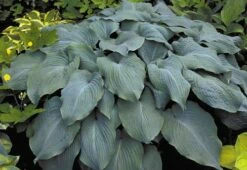 Blue Angel Hosta - Lavender Blue Flowers - Quart Pot