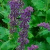 Purple Rain Salvia - Meadow Sage - Dwarf - Quart Pot -HIRTS Sales apicgrmvl 70763.1592331596