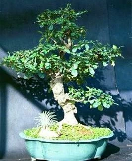 Fukien Tea Bonsai Tree - Carmona - 4" Pot - Indoor Houseplant 5 Fukien Tea Bonsai Tree - Carmona - 4" Pot - Indoor Houseplant - Image 3