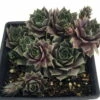 Silverine Moon Hens & Chicks - Sempervivum -Very Hardy - Quart Pot - Moon Charms -HIRTS Sales apicmswpl 58725.1592326195