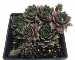 Silverine Moon Hens & Chicks - Sempervivum -Very Hardy - Quart Pot - Moon Charms