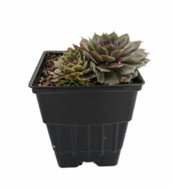 Pacific Blue Ice Hens & Chicks - Sempervivum - Very Hardy - Live Plant - Quart Pot -HIRTS Sales apicpckvi 41185.1592327055