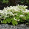 Larinem Park Woodland Sedum - Stonecrop - Loves The Sun - Quart Pot -HIRTS Sales apicsaj8m 10224.1592331706