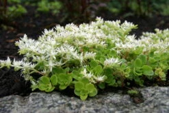 Larinem Park Woodland Sedum - Stonecrop - Loves The Sun - Quart Pot