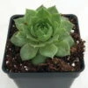 Green Wheel Hens & Chicks - Sempervivum - Very Hardy - Quart Pot -HIRTS Sales apicu3iqo 40044.1592326199