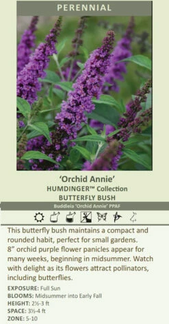 Humdinger® Orchid Annie Butterfly Bush - Buddleia - Compact - Gallon Pot -HIRTS Sales apicxc3lq 60722.1592318205