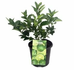 Persian Lime Tree - Fruit Bearing Size -6" Pot-NO SHIP To TX, FL, AZ, CA, LA, HI