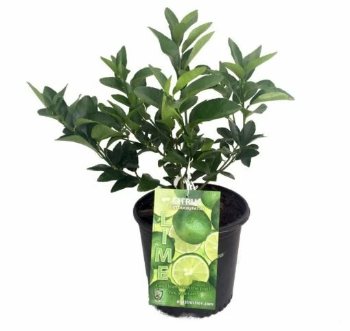 Persian Lime Tree - Fruit Bearing Size -6" Pot-NO SHIP To TX, FL, AZ, CA, LA, HI -HIRTS Sales apicyz0t4 62093.1592323062