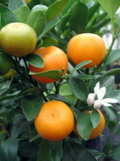 Miniature Orange Tree - Calamondin -8" Pot-NO SHIPPING TO TX, FL, AZ, CA, LA, HI -HIRTS Sales apid1o20v 96734.1592325043