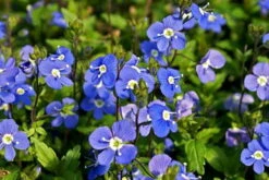 Georgia Blue Veronica - Speedwell - Quart Pot - Rich Blue Creeper -HIRTS Sales apid3e4vh 24380.1616329862