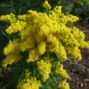 Little Lemon Goldenrod Perennial - Solidago - Quart Pot -HIRTS Sales apid69lj1 46280.1592328395