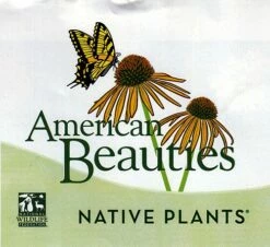 Viking Chokeberry Plant - Aronia - Shrub/Bonsai/Wine - 3.25" Pot -HIRTS Sales apid7xbwy 02886.1592329154