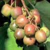 2 Hardy Kiwi Plants - Actinidia - Geneva And Meader - 2.5" Pot -HIRTS Sales apidbrlfj 18229.1592330958
