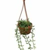 String Of Bananas - Senecio Radicans - 4" Mini Hanging Basket -HIRTS Sales apidcgqmb 98110.1592316436