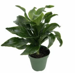 Twister Dragon Tree - Dracaena Fragrans - 6" Pot - Easy To Grow House Plant 9 Twister Dragon Tree - Dracaena Fragrans - 6" Pot - Easy To Grow House Plant -HIRTS Sales apiddfyy9 78722.1630600088