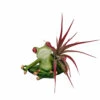 Yoga Frog Lotus Position - Planter With Live Tillandsia Air Plant - 3" X 3" -HIRTS Sales apiddyejj 67000.1592325175