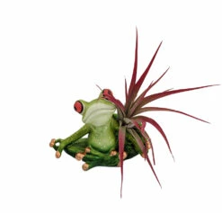 Yoga Frog Lotus Position - Planter With Live Tillandsia Air Plant - 3" X 3"