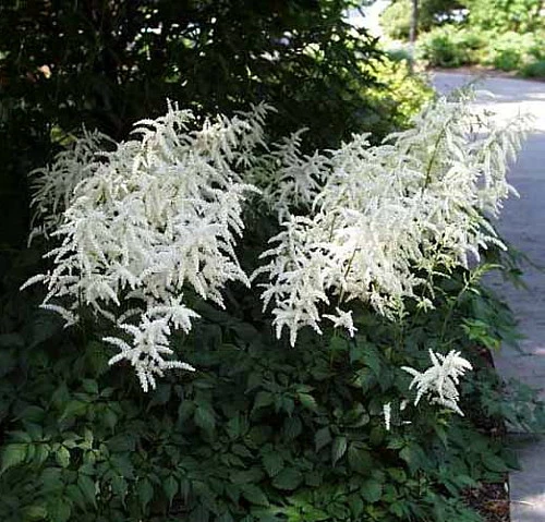Deutschland False Spirea - Astilbe Chinensis - Very Hardy! - Quart Pot 4 Deutschland False Spirea - Astilbe Chinensis - Very Hardy! - Quart Pot - Image 2