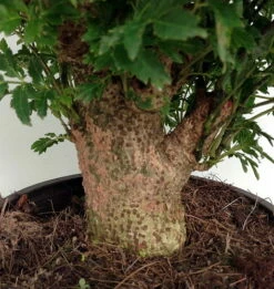 Stylized Thick Trunk Japanese Ming Tree - Polyscias Fruticosa - Indoor - 6" Pot -HIRTS Sales apidqoeo7 68392.1592330380