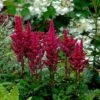 Visions In Red Astilbe - Shade Perennial - Live Plant -Quart Pot -HIRTS Sales apidr9o9e 35128.1592325769