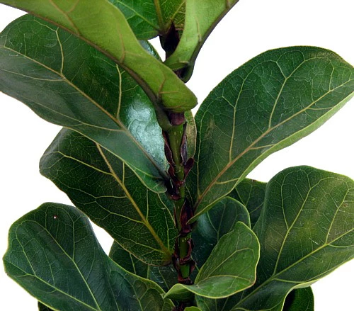 Hirt's Fiddleleaf Fig Tree - Ficus - Great Indoor Tree - Easy - 6" Pot 4 Hirt's Fiddleleaf Fig Tree - Ficus - Great Indoor Tree - Easy - 6" Pot - Image 2