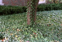 Thorndale English Ivy 48 Plants - Hardy Groundcover - 1 3/4" Pots -HIRTS Sales apie0hjcv 81293.1592326091