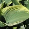 Regal Splendor Hosta - Shaped Gray-Green Leaves - Quart Pot -HIRTS Sales apie7q9dp 67595.1592333982