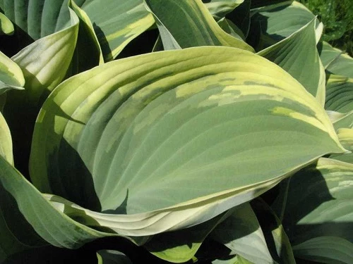 Regal Splendor Hosta - Shaped Gray-Green Leaves - Quart Pot 3 Regal Splendor Hosta - Shaped Gray-Green Leaves - Quart Pot