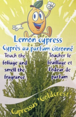 Lemon Scented Goldcrest Cypress Tree - Indoors/Out - 4.5" Pot 9 Lemon Scented Goldcrest Cypress Tree - Indoors/Out - 4.5" Pot -HIRTS Sales apiebwet1 83928.1592326033