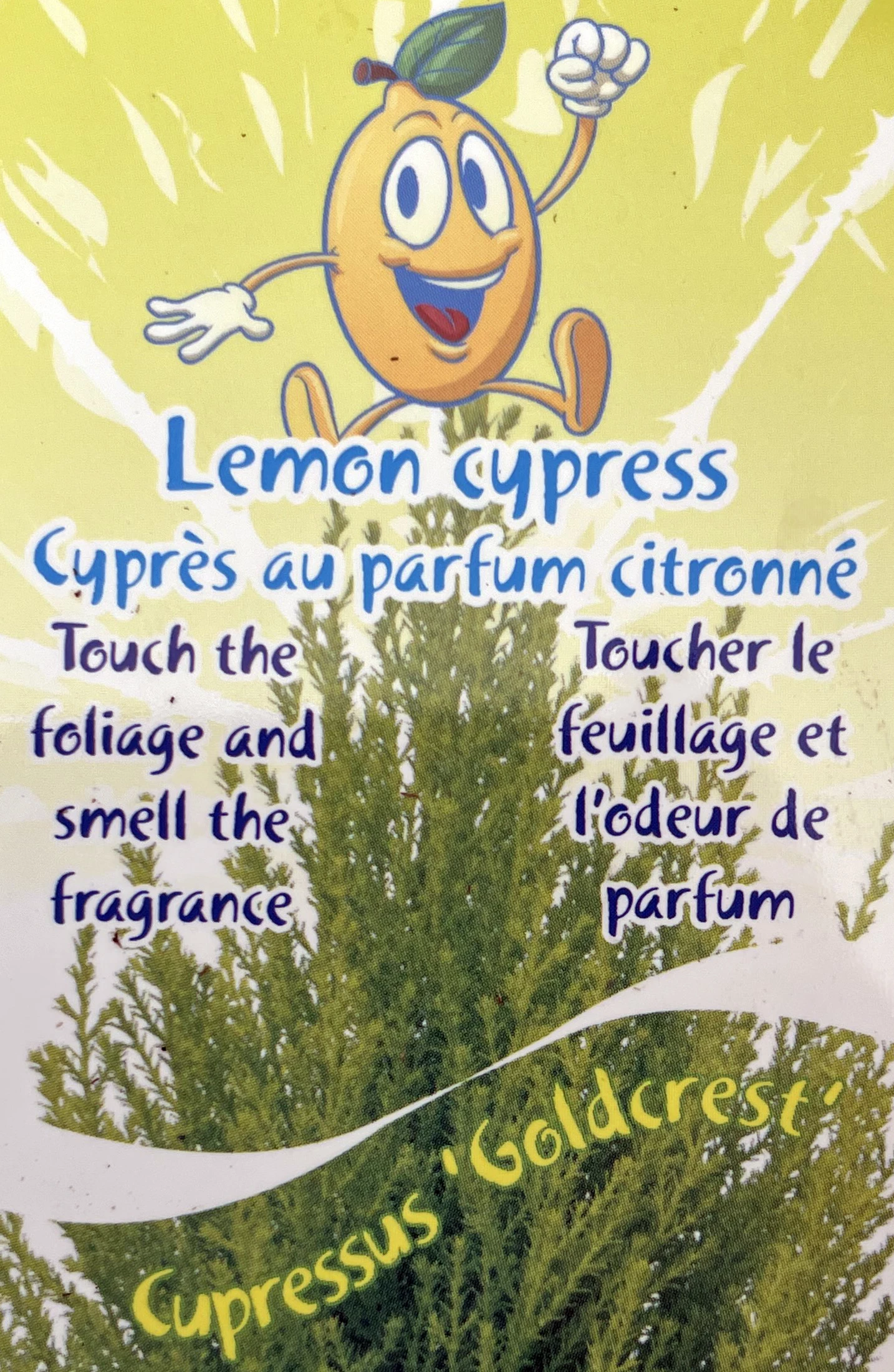 Lemon Scented Goldcrest Cypress Tree - Indoors/Out - 4.5" Pot 6 Lemon Scented Goldcrest Cypress Tree - Indoors/Out - 4.5" Pot - Image 4