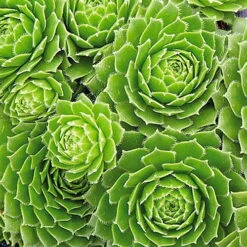 Green Wheel Hens & Chicks - Sempervivum - Very Hardy - Quart Pot -HIRTS Sales apieep41l 88403.1592326199