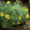 Sylvester Coreopsis Perennial Plant - Compact & Bushy - Very Hardy - Quart Pot 1 Sylvester Coreopsis Perennial Plant - Compact & Bushy - Very Hardy - Quart Pot -HIRTS Sales apiefraq8 60050.1592324122
