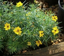 Sylvester Coreopsis Perennial Plant - Compact & Bushy - Very Hardy - Quart Pot