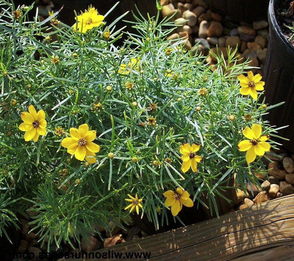 Sylvester Coreopsis Perennial Plant - Compact & Bushy - Very Hardy - Quart Pot 3 Sylvester Coreopsis Perennial Plant - Compact & Bushy - Very Hardy - Quart Pot