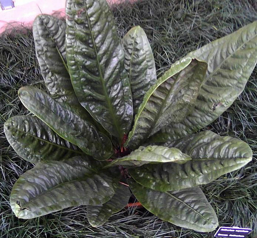 Bird's Nest Anthurium Superbum - Easy To Grow - 4" Pot - Collector's Series 4 Bird's Nest Anthurium Superbum - Easy To Grow - 4" Pot - Collector's Series - Image 2