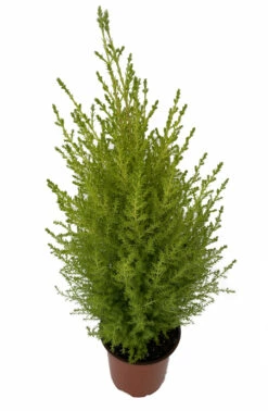 Lemon Scented Goldcrest Cypress Tree - Indoors/Out - 4.5" Pot 7 Lemon Scented Goldcrest Cypress Tree - Indoors/Out - 4.5" Pot -HIRTS Sales apiemxvpy 88895.1592326032